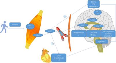 Effects of the FNDC5/Irisin on Elderly Dementia and Cognitive Impairment